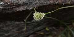 Cyperus kyllingia